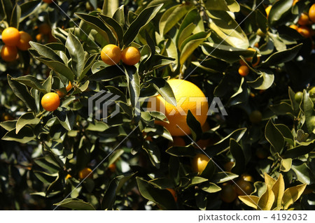 Amana nut mikan Amana nut mikan 4192032