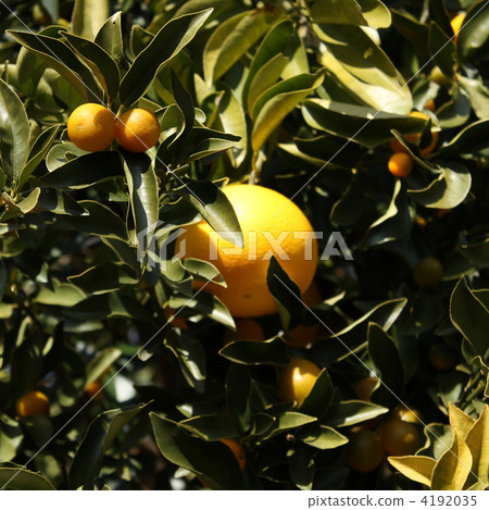 Amana nut mikan 4192035