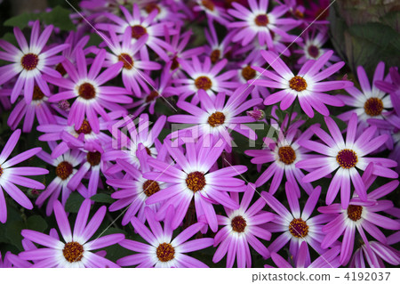 Senecio Senetti 4192037