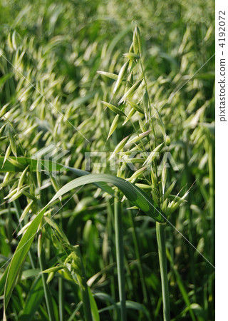 Oat Oat 4192072
