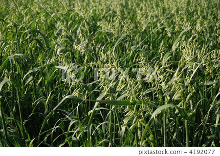Oat Oat 4192077