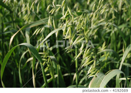 Oat 4192089