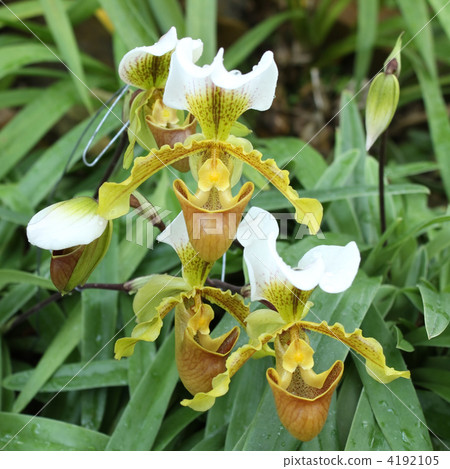 兜蘭屬Leiaam 4192105