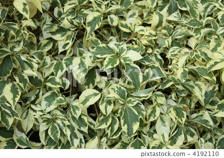 Variegated Benjaminina Variegated Benjaminina 4192110