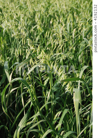 Oat Oat 4192132