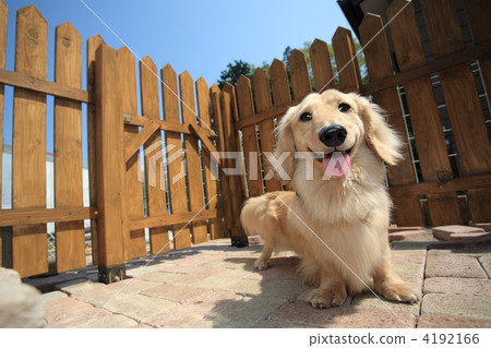  迷你臘腸犬 4192166