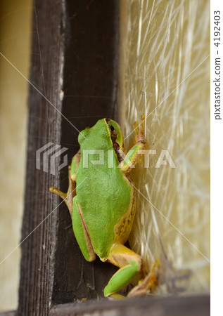 green frog, frog, frogs 4192403