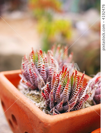 Twelve Volume 1 4192476