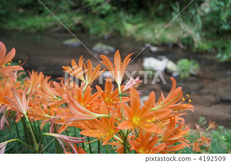 野百合 野百合 4192509