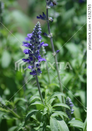 Salvia · Farinassea Pochokochi began to bloom. Salvia · Farinassea Pochokochi began to bloom. 4192765