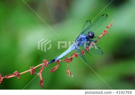 Salt dragonfly is resting in the shade of trees. 4192768