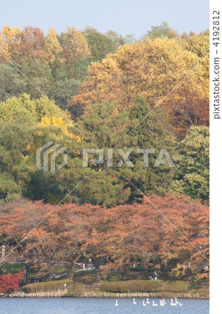 楓樹 紅楓 楓葉 4192812