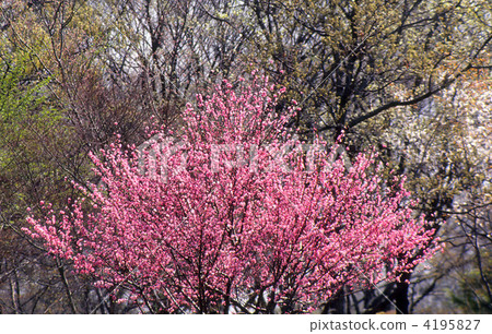  Peach blossoms 4195827