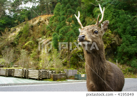 屋久島Yakushika 4195849