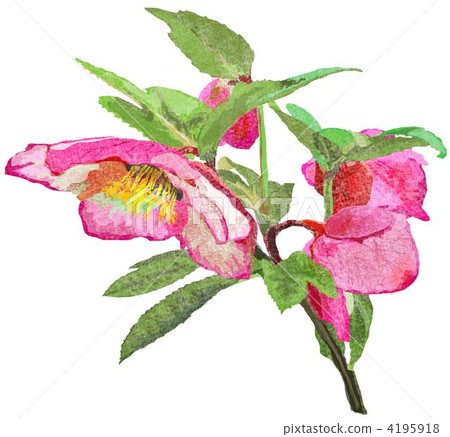 聖誕節玫瑰 4195918