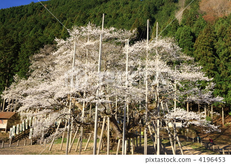 清晨的光線溫和的櫻花 清晨的光線溫和的櫻花 4196453