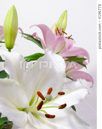 Lily of flowers 4196778