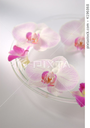 浮花 4196868