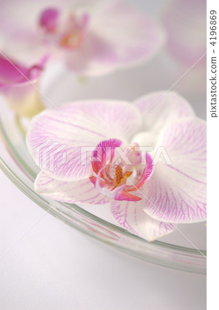 Floating flower 4196869