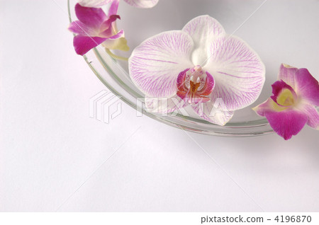 Floating flower 4196870