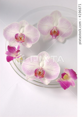 Floating flower 4196871