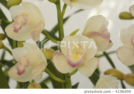 蘭花 花朵 花 4196899