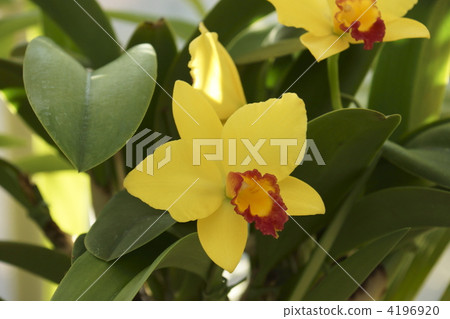cattleya, bloom, blossom 4196920