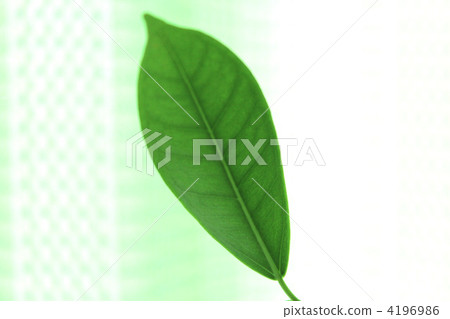 Banyan leaves Banyan leaves 4196986
