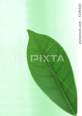 Banyan leaves 4196988