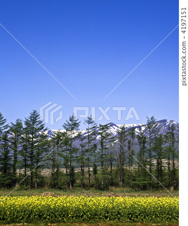 Foot of Zao in spring 4197151