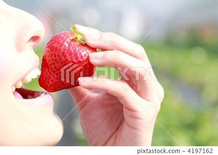 Strawberry picking (female strawberry strawberry strawberry fruit fruit leisure vinyl house dessert) 4197162