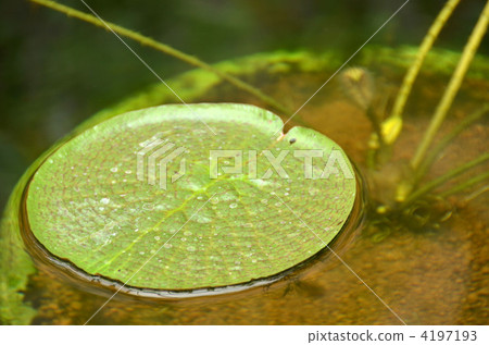 Paraguayan oni bus Paraguayan oni bus 4197193