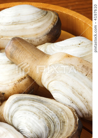 mirugai, mill shellfish, Marine Product 4197610