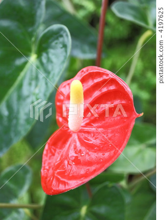 Flower 7 Flower 7 4197625