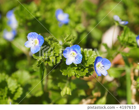 Flower of Ouninnu-noguri Flower of Ouninnu-noguri 4197633