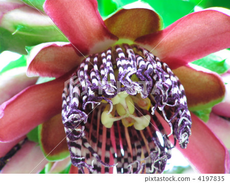 Passiflora · Arata Passiflora · Arata 4197835