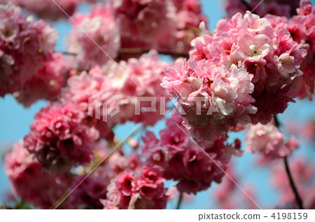 Yunnan cherry tree 4198159