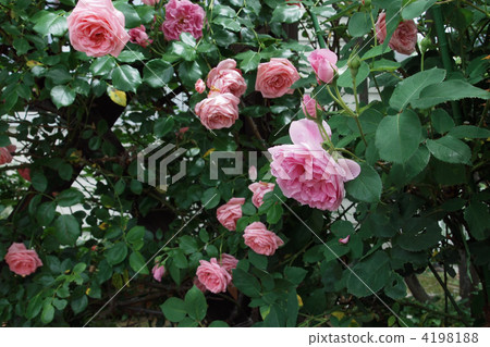 Mary Rose / Coral Dawn 4198188