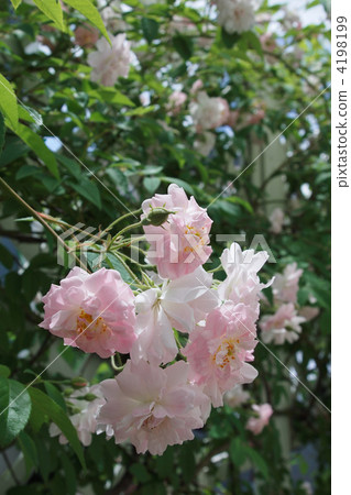 保羅，喜馬拉雅，馬斯克，藍巴勒 4198199