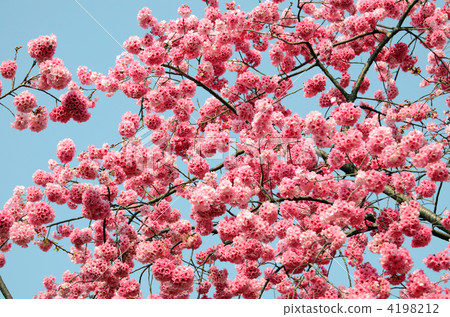 Yunnan cherry tree 4198212