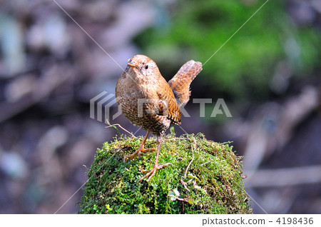 Wren, winter wren, wild bird 4198436