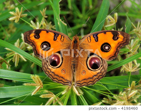 junonia coenia, close-up, butterfly 4198460