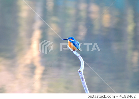 翡翠 玉 鈷藍色 4198462