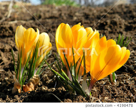 番紅花（花藏紅花） 4198478