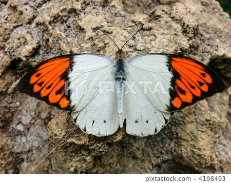 巨大的橙色尖 粉蝶 蟲子 4198493