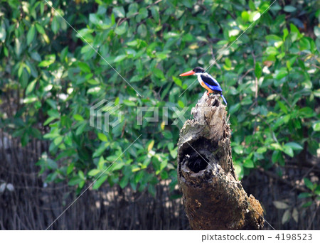 Yamashou bin 4198523