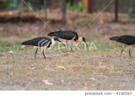 Mugiwara Pataki 4198567