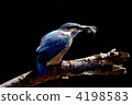 Kingfishes who brought food 4198583