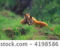 Parent and child of Kita fox 4198586