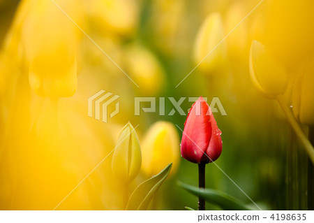 Tulip with water droplet 4198635